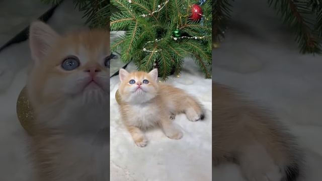Британский котёнок золотая шиншилла ny12 смотреть онлайн