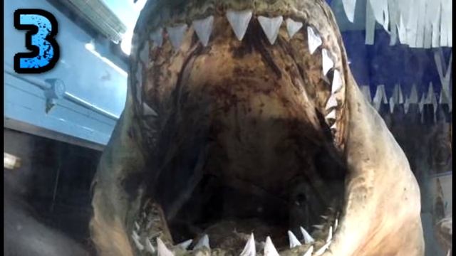Top 5 Biggest Great White Sharks Ever Caught смотреть онлайн