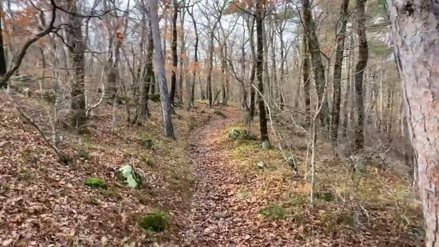 Малоизвестные достопримечательности Крыма - Семиствольная сосна и Груша Сталина. смотреть онлайн