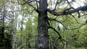 чёрная берёза