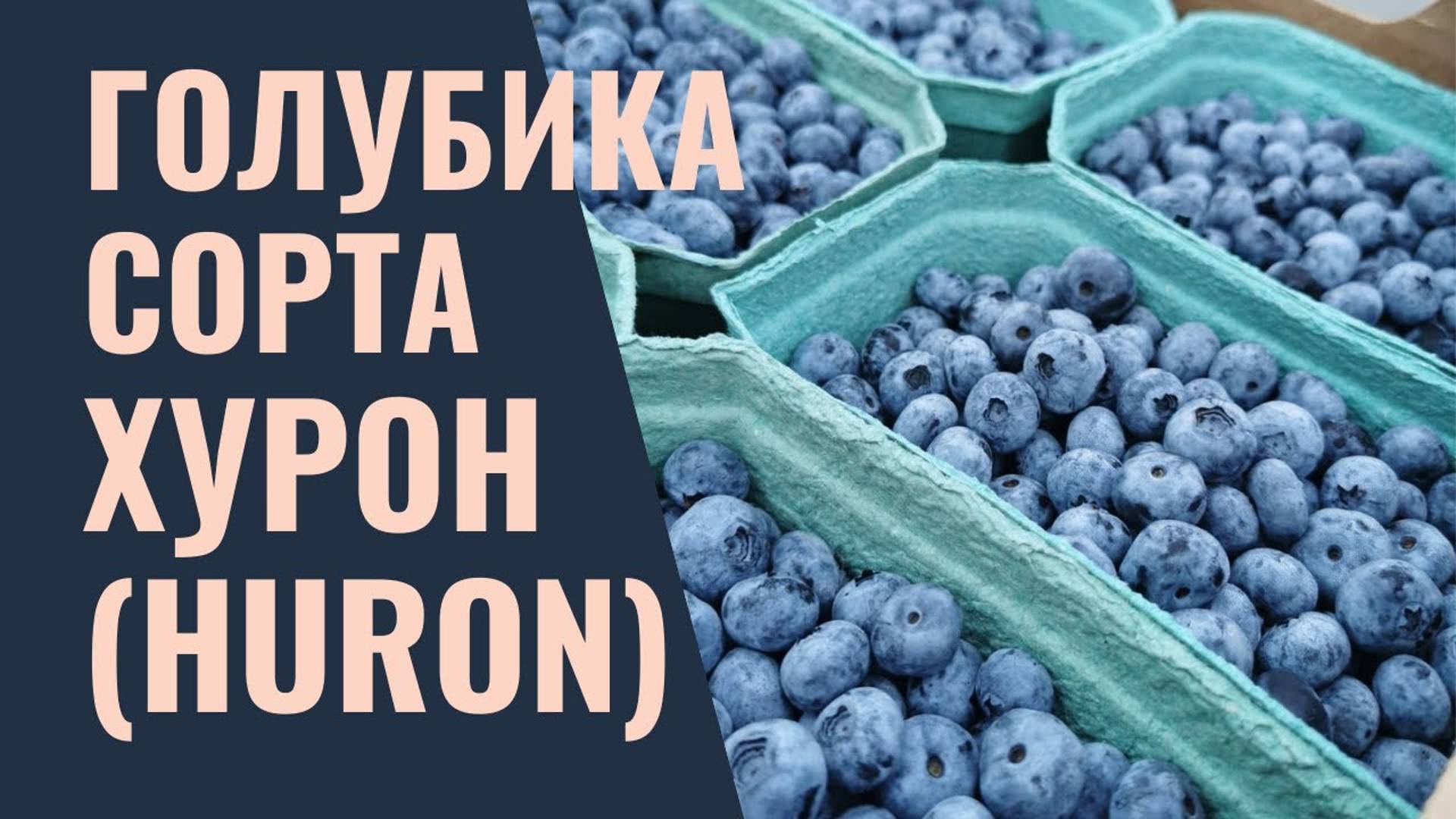Обзор сорта голубики Хурон (HURON)