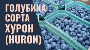 Обзор сорта голубики Хурон (HURON)