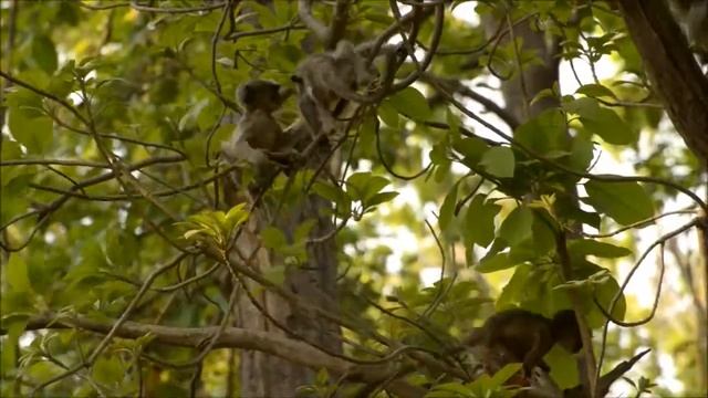Langur baby playing on a tree смотреть онлайн