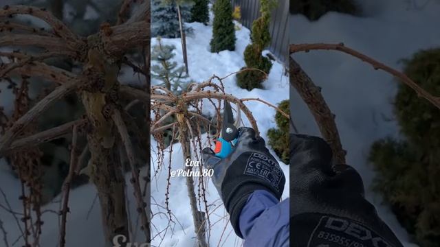 ЛИСТВЕННИЦА НА ШТАМБЕ - формирование ? смотреть онлайн