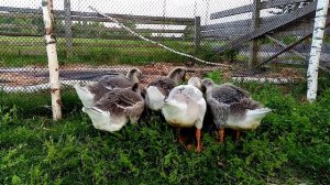 Как и чем кормить маленьких гусят. Содержание гусей.