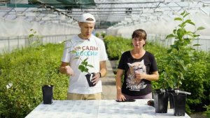 Черевишня (Дюк). То, что вам необходимо!