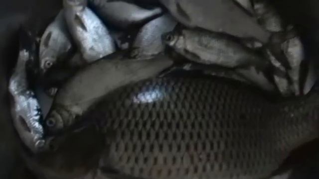 Рыбацкое счастье. смотреть онлайн