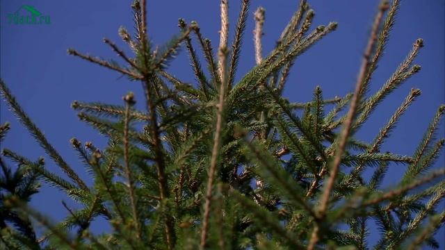 ЛИМОННИК китайский и БАРБАРИС амурский: таёжная экзотика - 7 дач смотреть онлайн