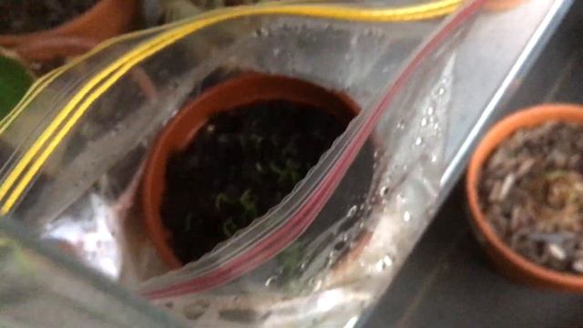 How to grow Albuca spiralis from seeds with results смотреть онлайн