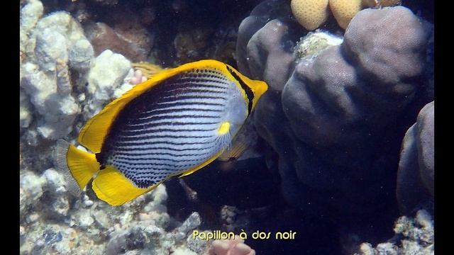 Marsa Alam octobre 2019 Mer Rouge смотреть онлайн