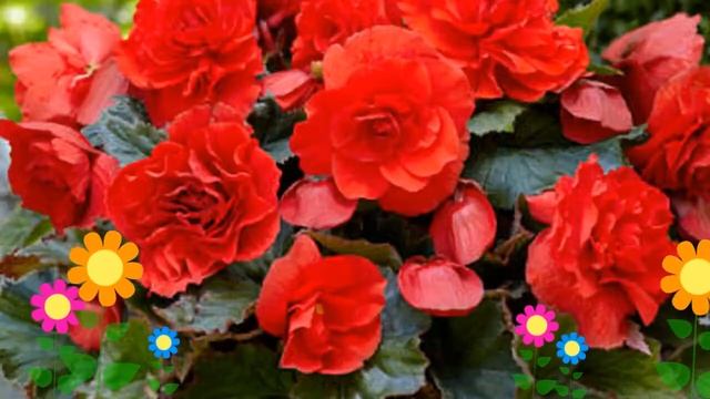 Бегония клубневая. Краткий обзор, описание характеристик, где купить луковицы смотреть онлайн