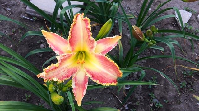 Лилейник GENEVA SUMMER WIND смотреть онлайн