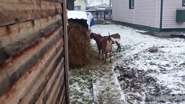 Козы и первый снег ? смотреть онлайн