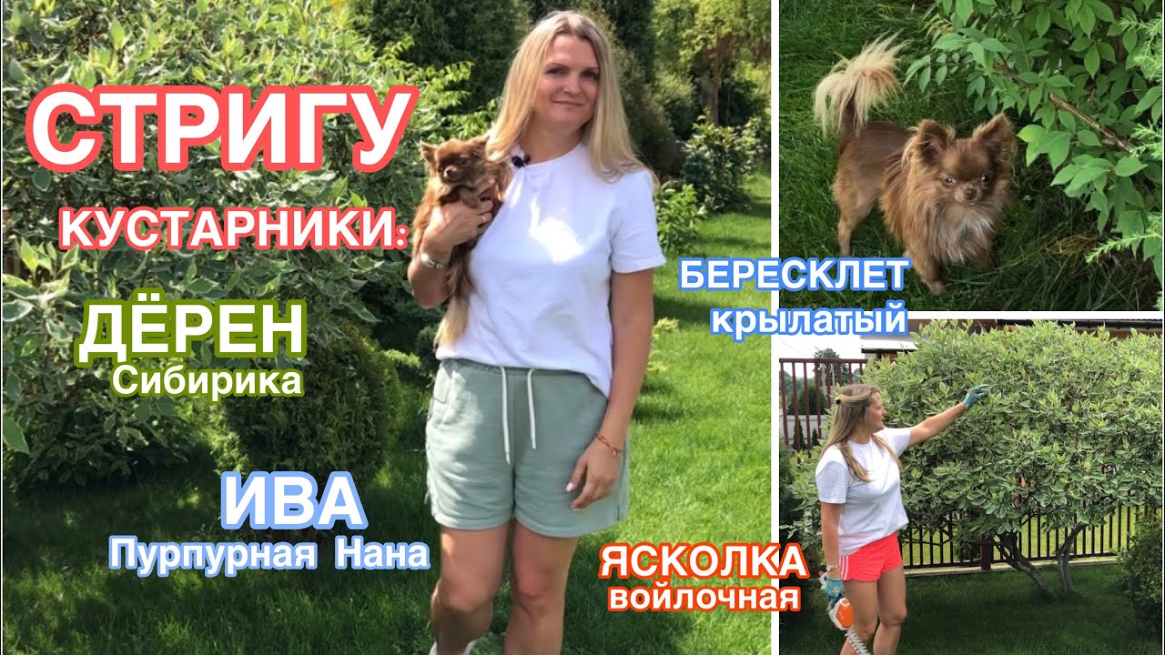 Вместе с чихуахуа Тэдди ? Дождь - паузы? Стрижка кустарников ✂️ Бересклет, Дёрен, Ива, Ясколка смотреть онлайн