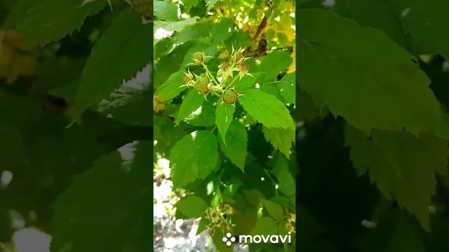 Чёрная малина. смотреть онлайн