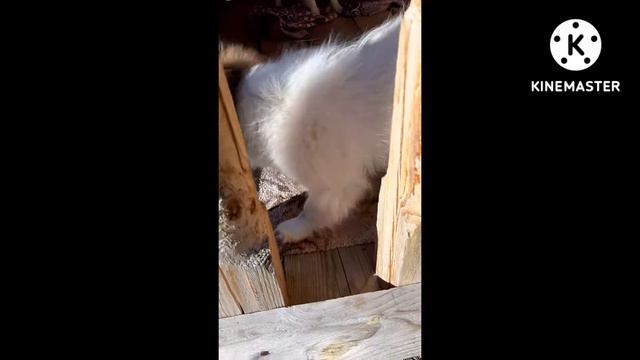 мальчик. бело-соболиный. Предлагается. документы РКФ,клеймо,ветпаспорт. привит и обработан. смотреть онлайн