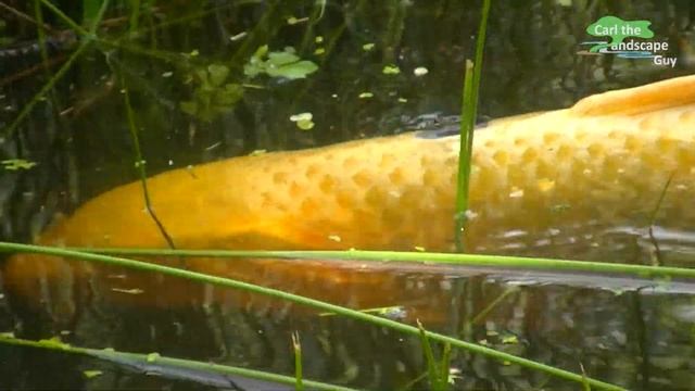ЕСТЕСТВЕННЫЙ КОИ, НЕРЕСТ В БОЛЬШОМ ПРУДУ, ХОРОШИЙ САМЕЦ ЯМАБУКИ, САМЕЦ НЕОНА, РАЗВЕДЕНИЕ ПРИРОДЫ смотреть онлайн