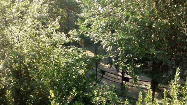 Ялтинский зоопарк, лето 2014 смотреть онлайн