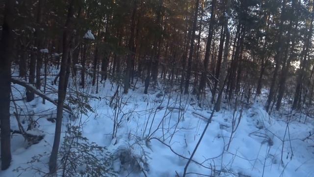 С русской гончей на прогулке в лесу. смотреть онлайн