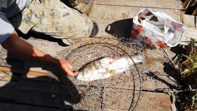 ЛОВЛЯ ТОЛСТОЛОБА НА СВОЙ ТЕХНОПЛАНКТОН смотреть онлайн