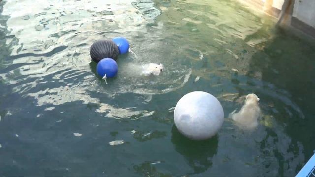 У медвежат есть выбор с какой игрушкой поиграть. 05.06.2023 смотреть онлайн