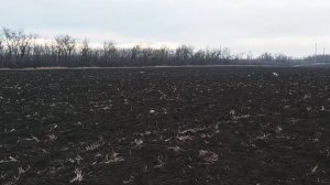 Охота с Хортыми борзыми