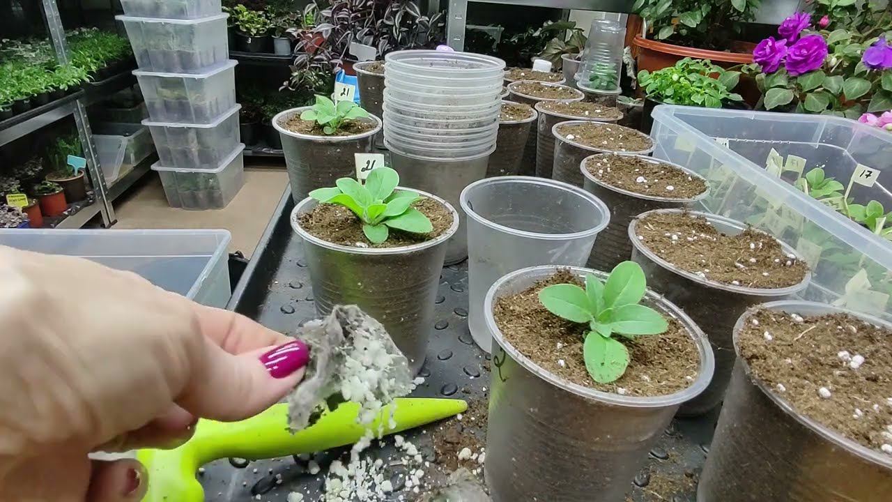 Как правильно пересадить петунии из торфотаблетки. От такой пересадки петуния растет как на дрожжах смотреть онлайн