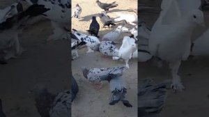 Бакинские широкохвостые голуби. 25.04.2022г. г.Дербент