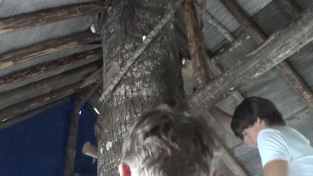 "ДОМ НА ДЕРЕВЕ" Последний ролик лета 2020 смотреть онлайн