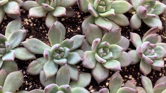 ブラックサバス　救出トレイのその後。。。　ふわりりのたにく смотреть онлайн