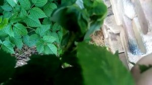 Скрученные листья у малины? Почему? Что делать?