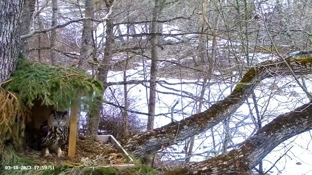 Female Eagle Owl Visits Nest ? 03/18/23 17:51 смотреть онлайн