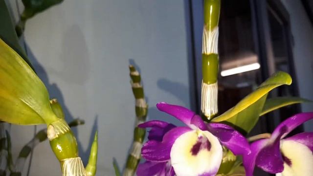 Dendrobium Nobile update смотреть онлайн