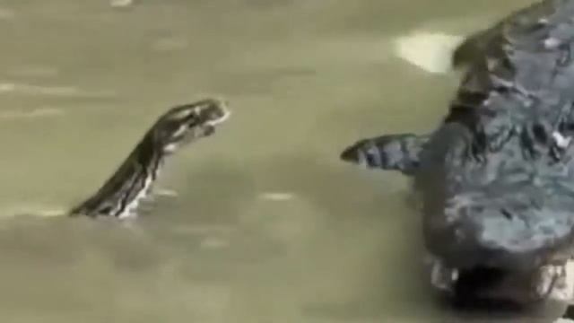 анаконда їсть крокодила смотреть онлайн