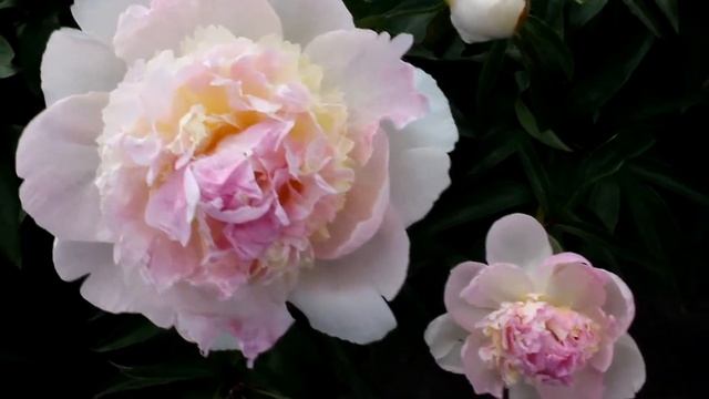 Lactiflora Chiffon Parfait | R2 Flowers BV | Peonies смотреть онлайн