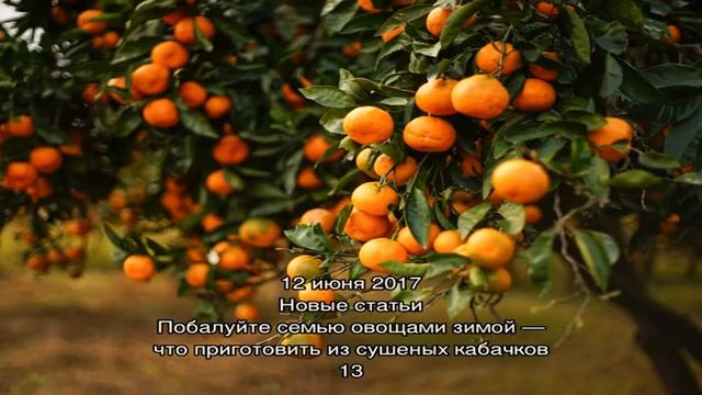 Комнатный мандарин — яркое олицетворение хорошего настроения в доме! смотреть онлайн