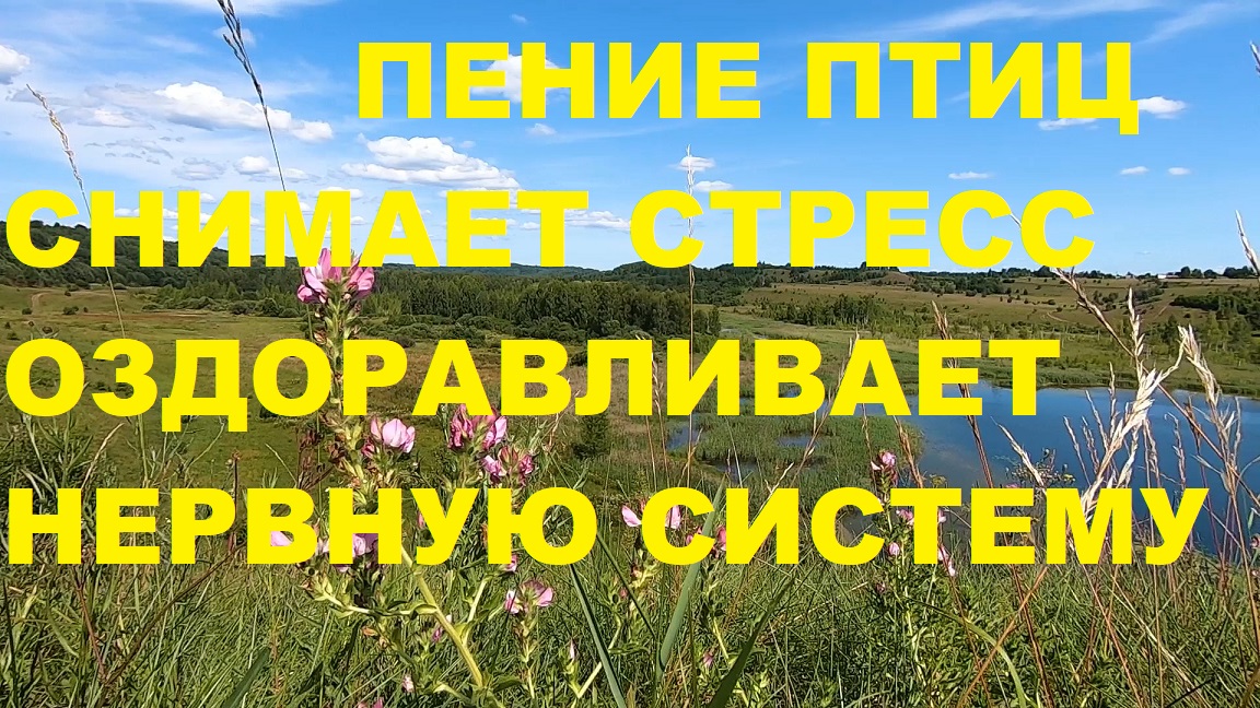 ПЕСНИ СОЗДАННЫЕ ПТИЦАМИ ОЗДОРАВЛИВАЮТ НЕРВНУЮ СИСТЕМУ,СОЗДАЮТ ГАРМОНИЮ И ПОКОЙ В ДУШЕ.