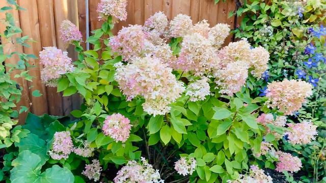 Limelight Hydrangea Bush - Early Fall 2020 смотреть онлайн