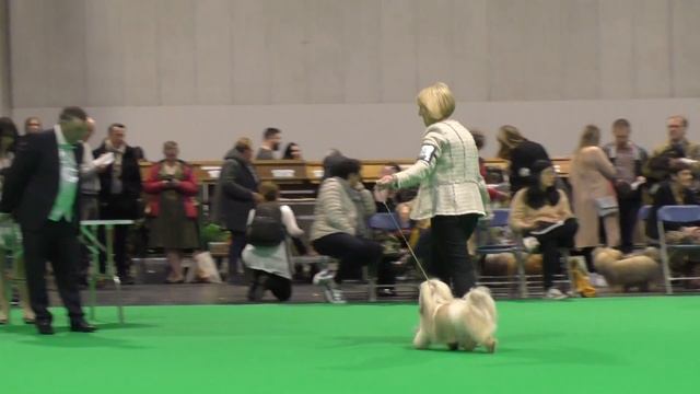 Havanese Dogs Crufts 2020 смотреть онлайн