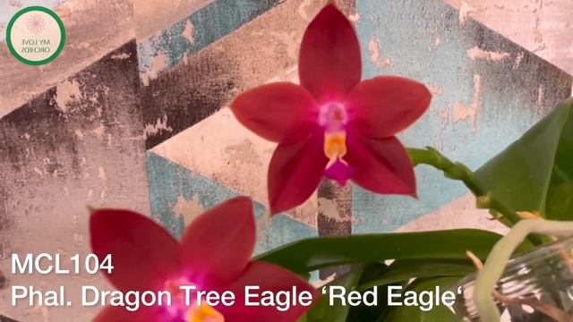 MCL104 Phal. Dragon Tree Eagle ‘Red Eagle‘ смотреть онлайн