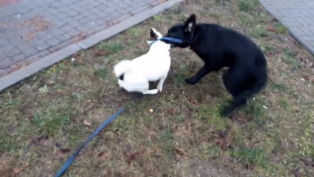 Черный Лабрадор Шериф, 6 месяцев. Игры с сородичами.