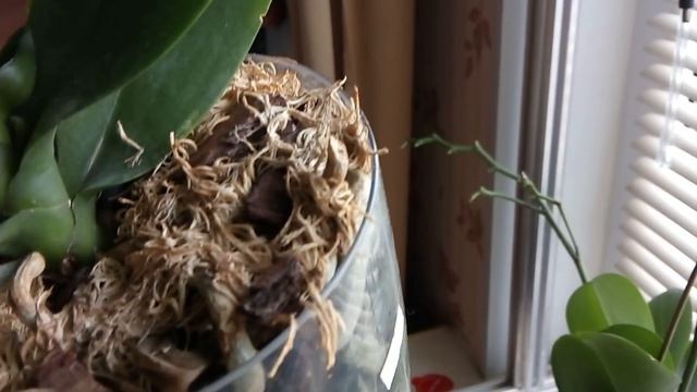 Особенности моего полива орхидей в летнее время. смотреть онлайн