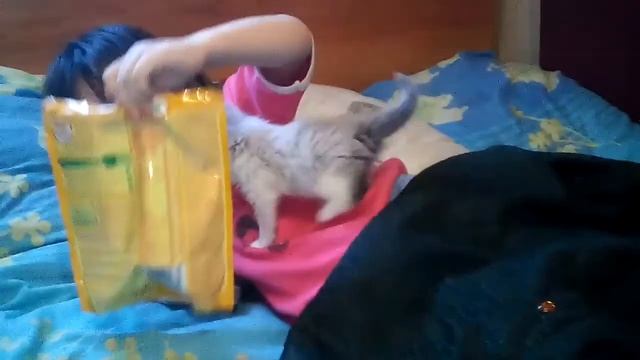 котенок 1 мес,чем кормлю,туалет смотреть онлайн