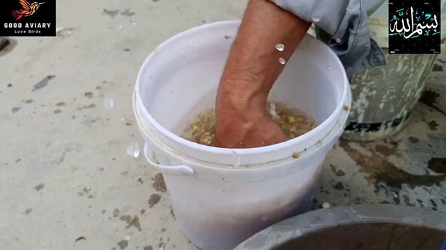 Love birds foods complete information#video#java foods#idea#pets#good aviary! смотреть онлайн