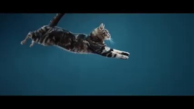 Perfect Fit Commercial | zooplus смотреть онлайн