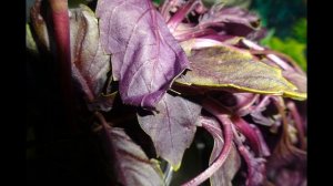 БАЗИЛИК Польза и почему нельзя есть много базилика