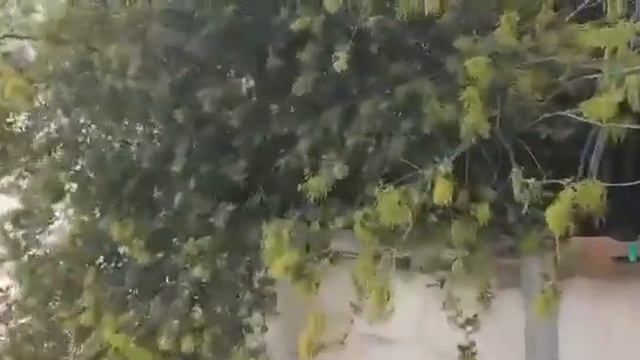 Мамврийский дуб снова расцвел. Конец света отменяется! смотреть онлайн