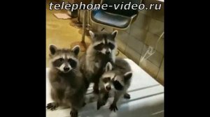 енотики.mp4