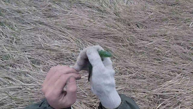 Зелёная ящерица / Green lizard смотреть онлайн