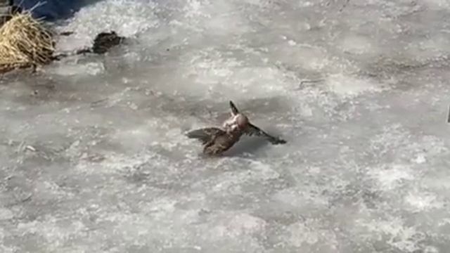 Воробьи дерутсяСмертельная схватка